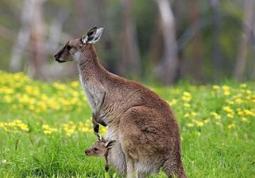宝宝呵护，值得学习的袋鼠育儿法
