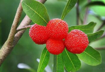 宝宝吃杨梅怎么清洗干净