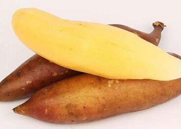 雪莲果哪里产的好吃