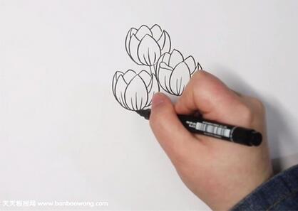 郁金香简笔画