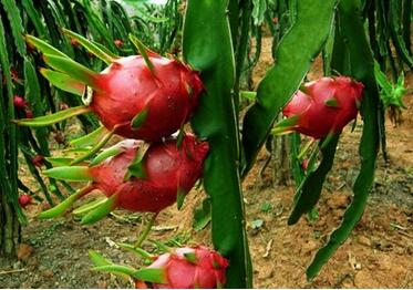 孕妇可以吃火龙果吗