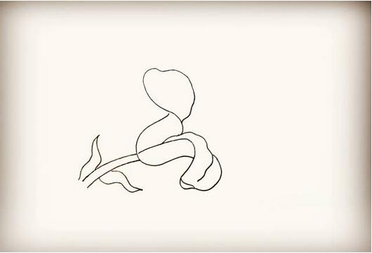 百合花简笔画教程图片