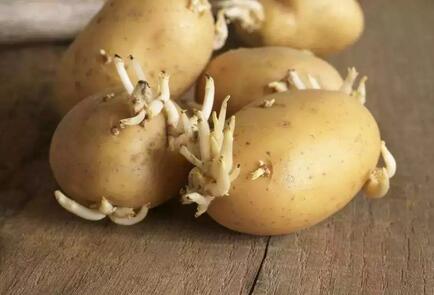 土豆发芽了还能吃吗