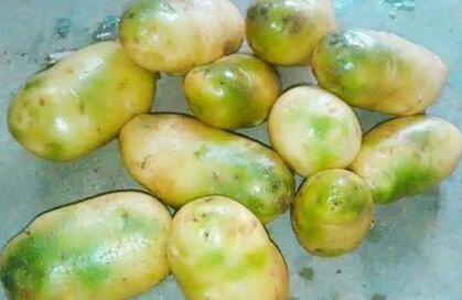 土豆发芽了还能吃吗