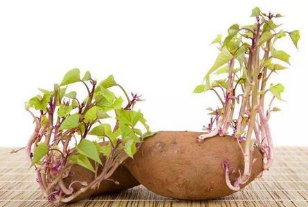 土豆发芽了还能吃吗