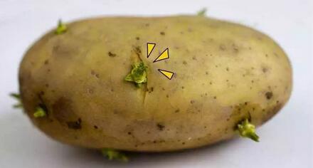 土豆发芽了还能吃吗