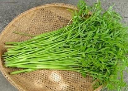 孕妇吃水芹菜注意事项