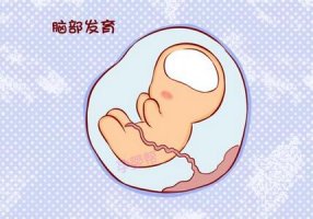 胎儿大脑发育全过程，如何让胎儿更聪明？