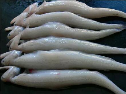 深海鱼有哪些品种