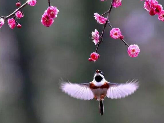 诗经楚辞中的150个最唯美的名字