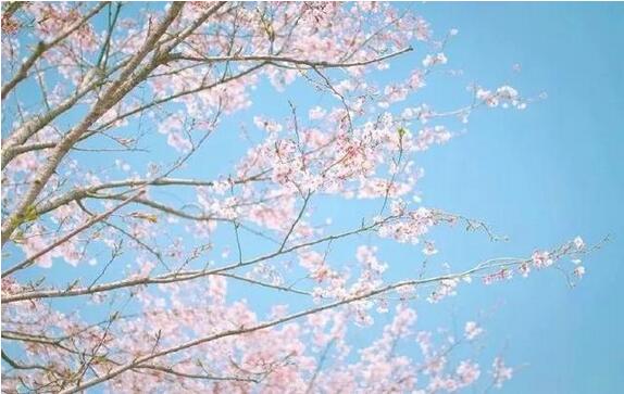 诗经楚辞中的150个最唯美的名字