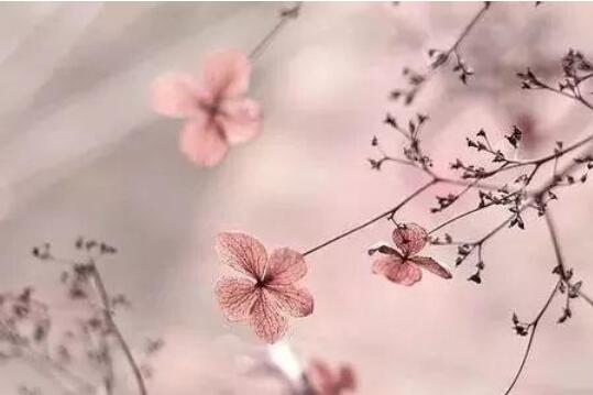 诗经楚辞中的150个最唯美的名字