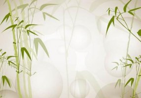 关于竹子的作文