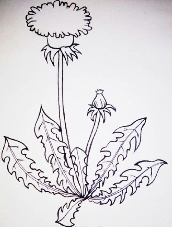 儿童简笔画：蒲公英简笔画教程图片