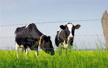 【雅培和诺优能哪个好】雅培奶粉和诺优能奶粉相比哪个好