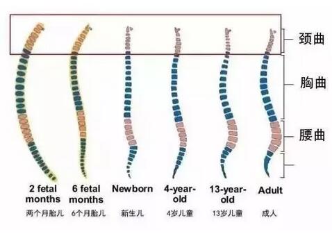 新生儿需要枕头吗？婴儿什么时候用枕头？