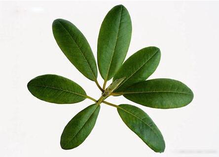 枇杷叶的药用小偏方