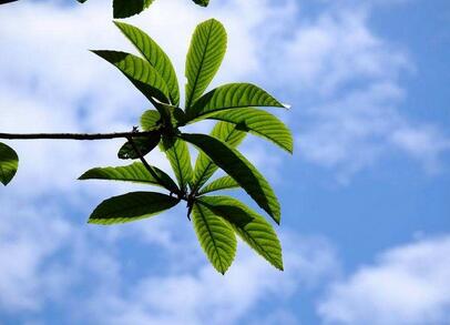 枇杷叶的食用禁忌