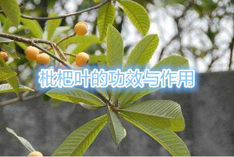 枇杷叶的功效与作用