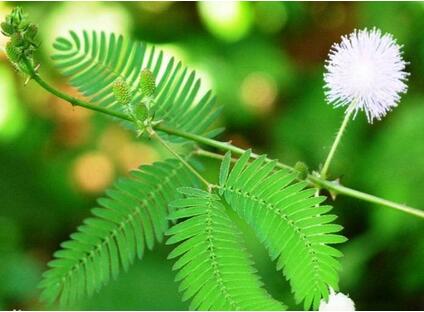 孕妇不宜种养和接触的花须知