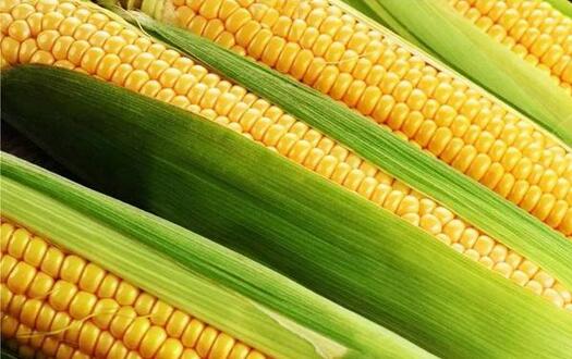 怎么挑选玉米