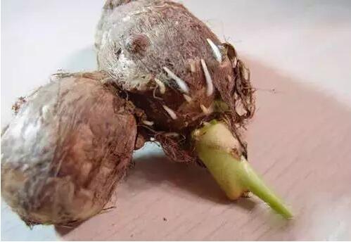 芋头的四大饮食禁忌