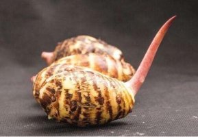 芋头发芽了还能不能吃