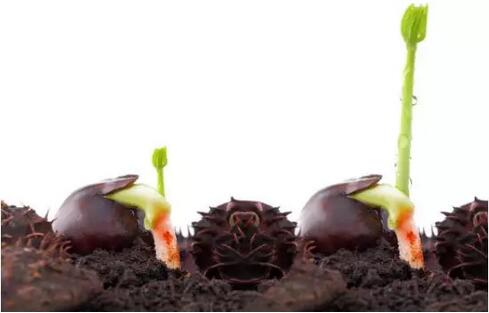 发芽的板栗：不可食用