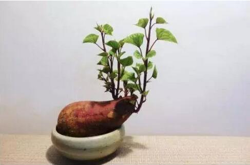 发芽的红薯：不建议食用