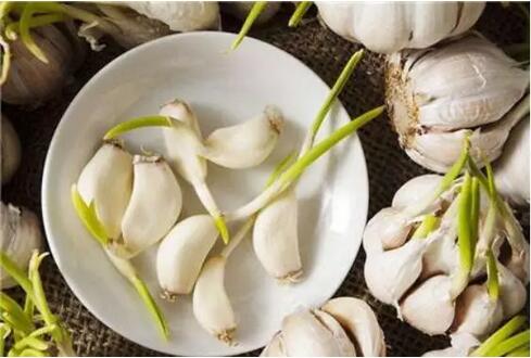 发芽的蒜：可食用