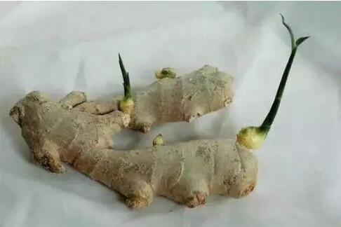 发芽的姜：可食用