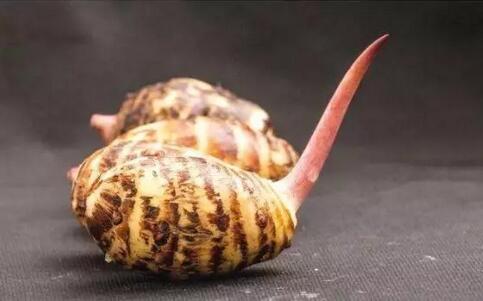 发芽的芋头：可食用