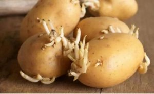 板栗、芋头、土豆、红薯等常见食物发芽了还能不能吃