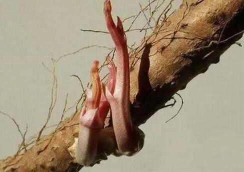 发芽的山药：可食用