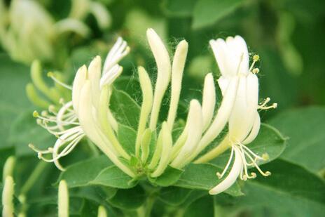 山银花与金银花区别