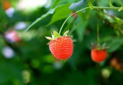 孕妇可以吃覆盆子吗