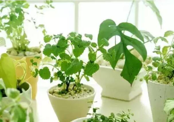 宝宝被蚊子咬了怎么办