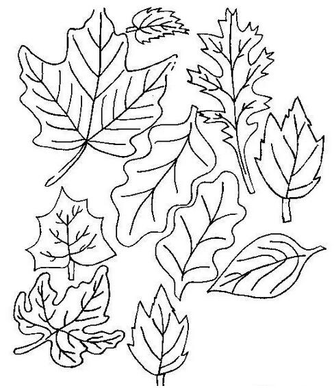 各种树叶简笔画图片大全