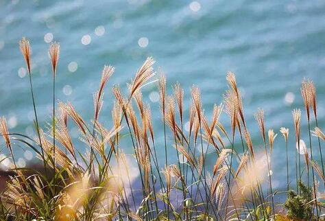 刘长卿重送裴郎中贬吉州赏析