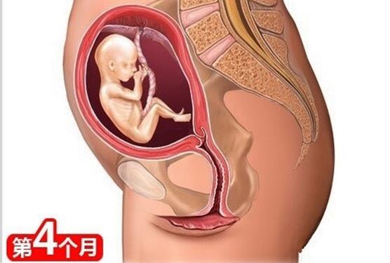 怀孕1一9月肚子变化图