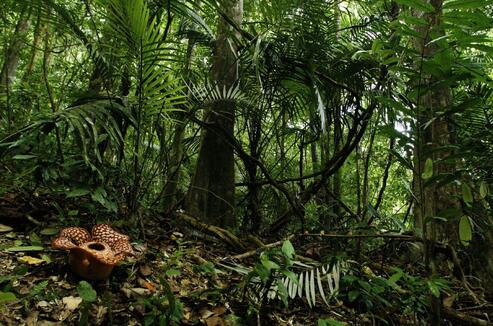 热带雨林探险作文