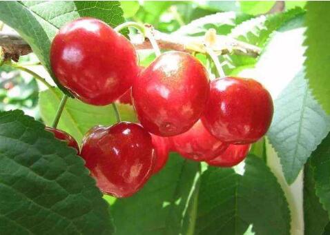 樱桃吃多了会怎样