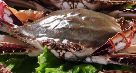 哺乳期可以吃梭子蟹吗