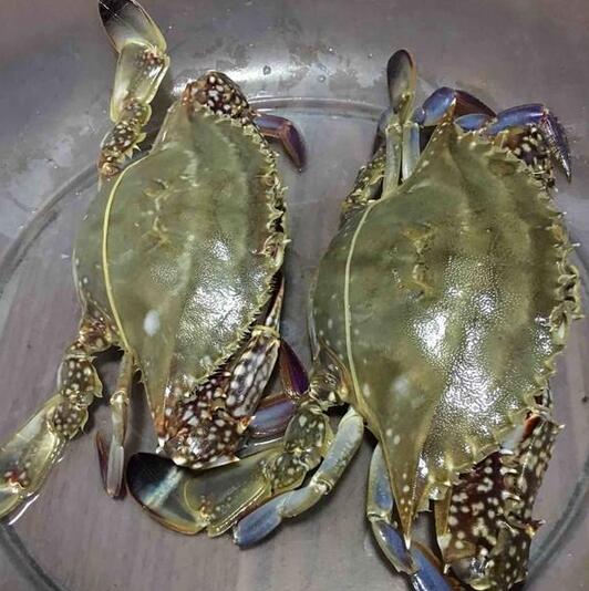 梭子蟹蒸多久？清蒸梭子蟹的做法