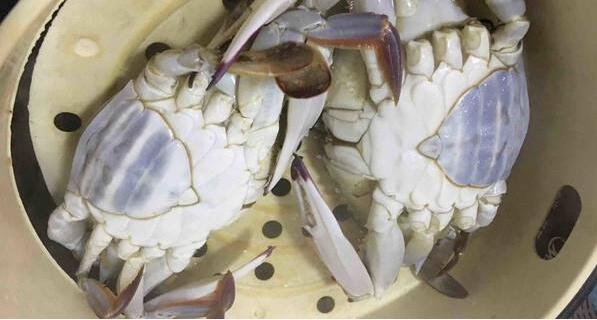 梭子蟹蒸多久？清蒸梭子蟹的做法