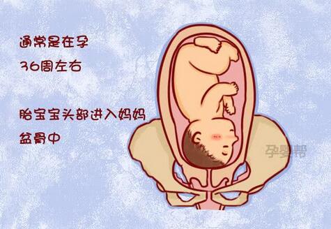 胎儿入盆后多久会生