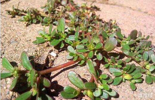 野菜的种类有哪些