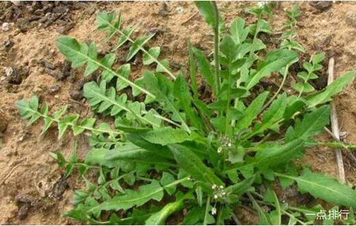 野菜的种类有哪些