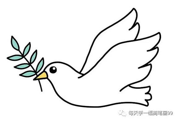 白鸽子简笔画的画法