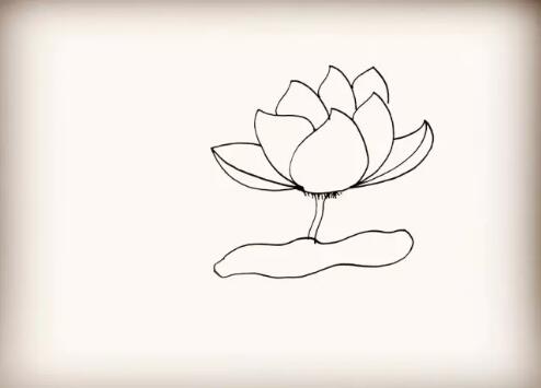 莲花简笔画教程图片
